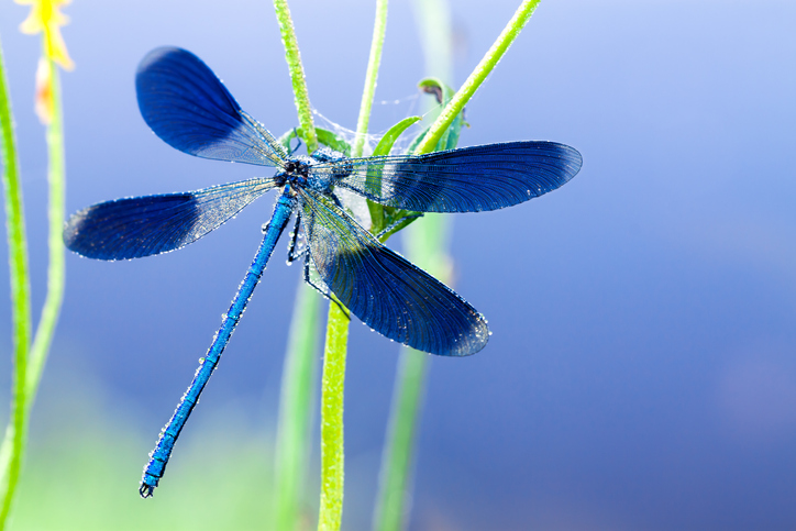 Une libellule aux ailes bleues se repose sur un roseau.